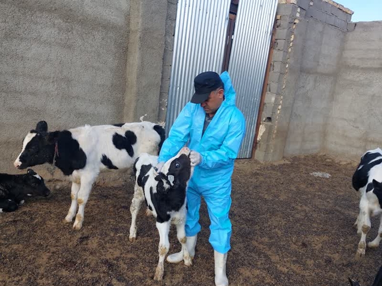 اجرای طرح پایش بیماری تب برفکی  در جمعیت دام شهرستان فیروزه